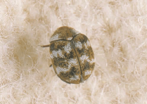 textile pest control textile pests advice