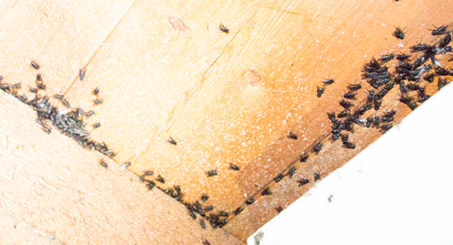 bristol cluster fly