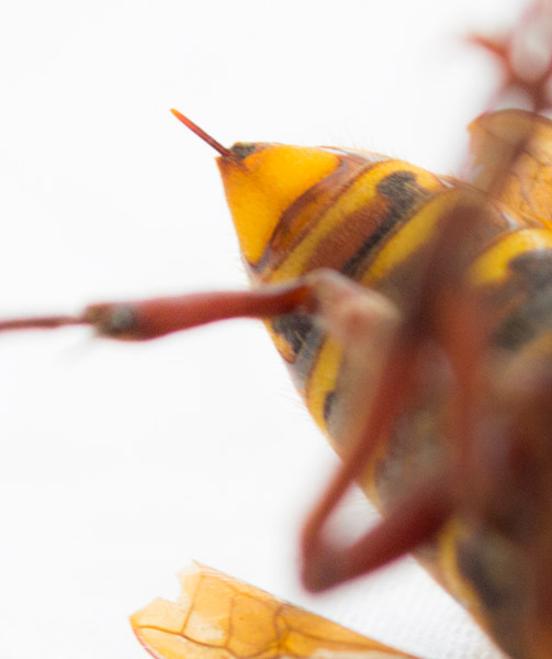 picture of hornets sting picture of hornet sting