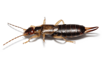 bristol earwig control services earwig pest control