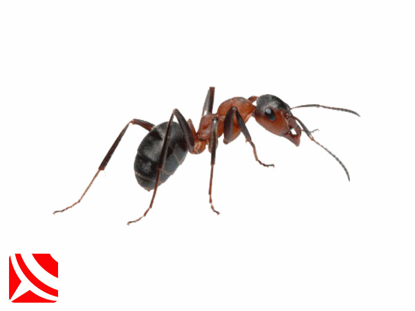 ant control services in bristol bristol ant control treatments
