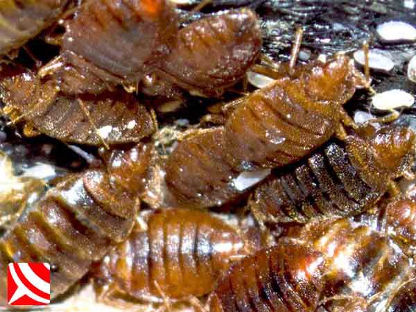 bedbug treatments bristol bed bugs bristol