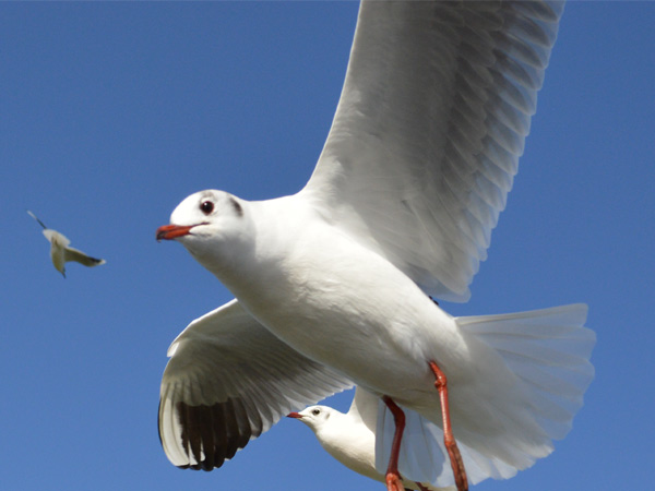 bristol bird services bristol bird control