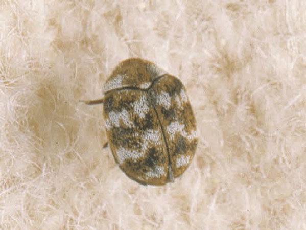 carpet beetles carpet beetle treatments