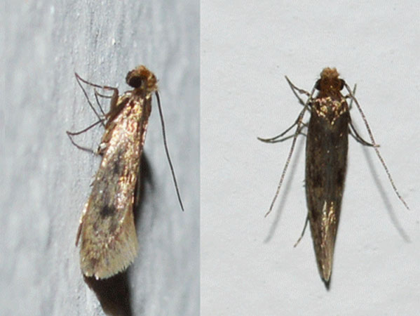 moth treatments carpets moth control carpet