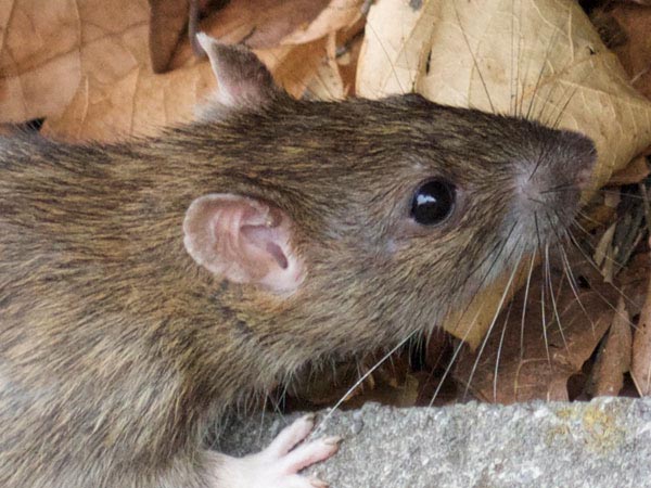 bristol rodent control rodent and rat catcher services