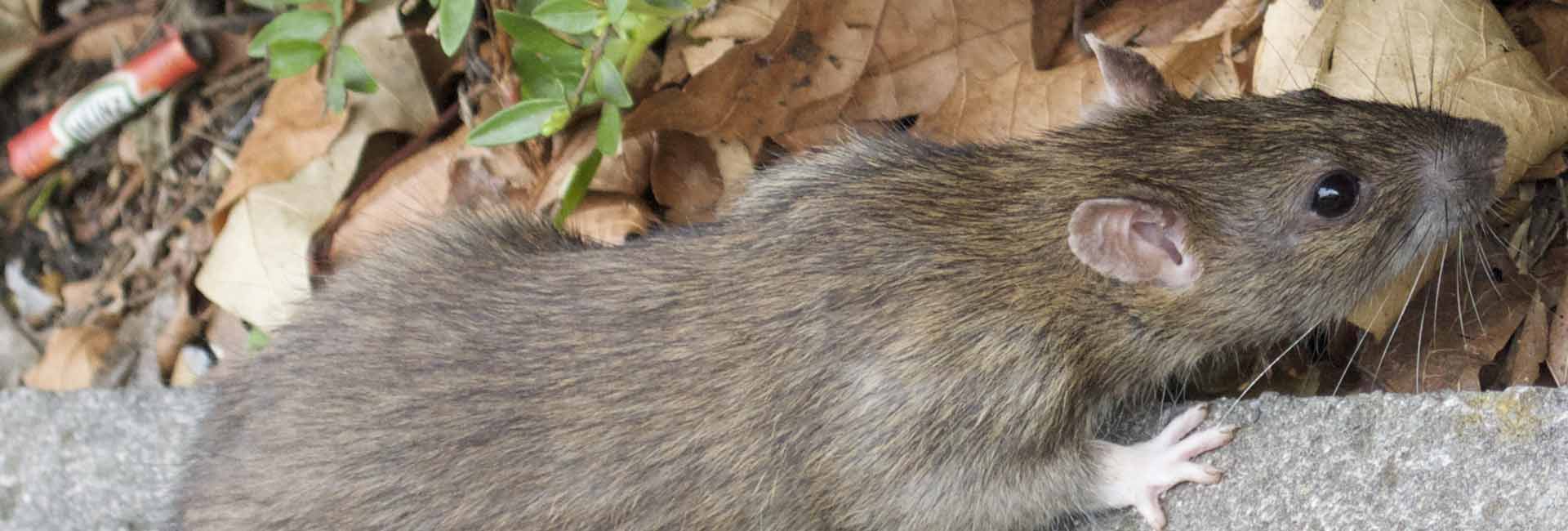 large rat