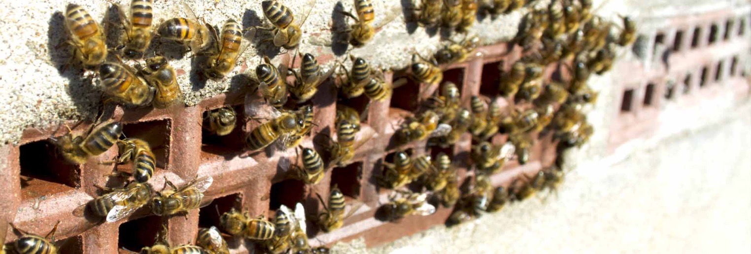 Bristol honey bees
