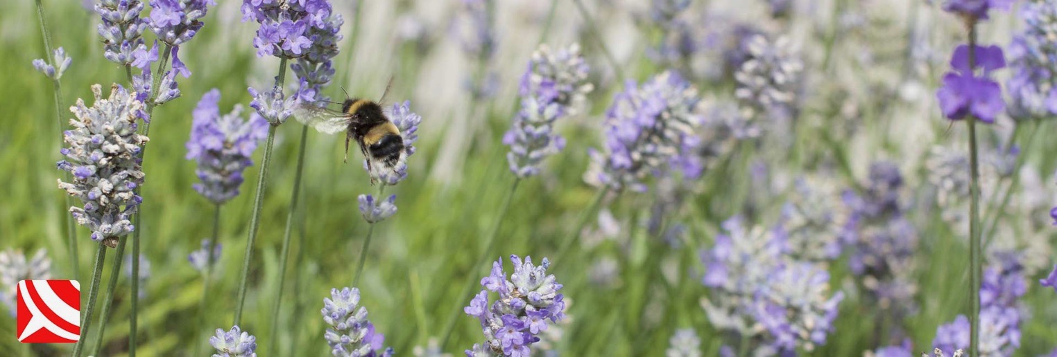 British bee conservation