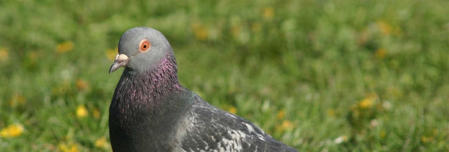 feral pigeons