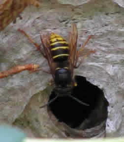 median wasp removal