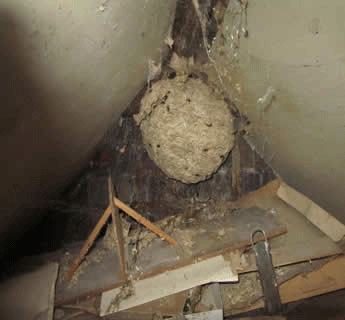 wasp nest removal bristol